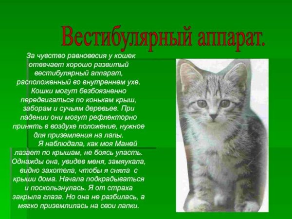 Рассказ о домашних кошках