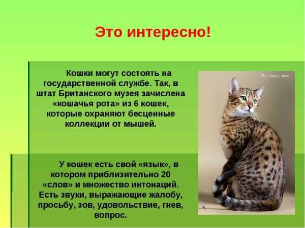 Доклад о котах