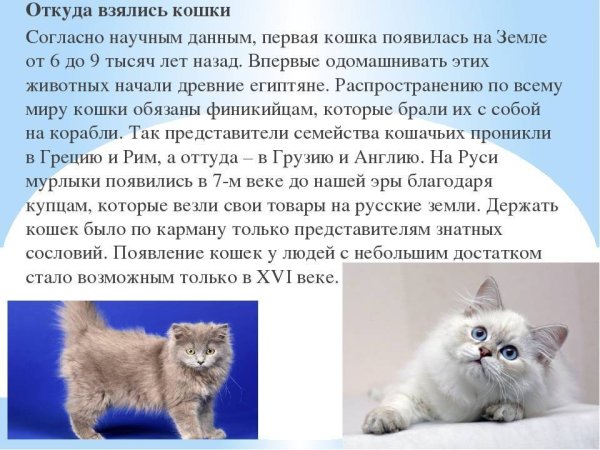 Откуда взялись кошки