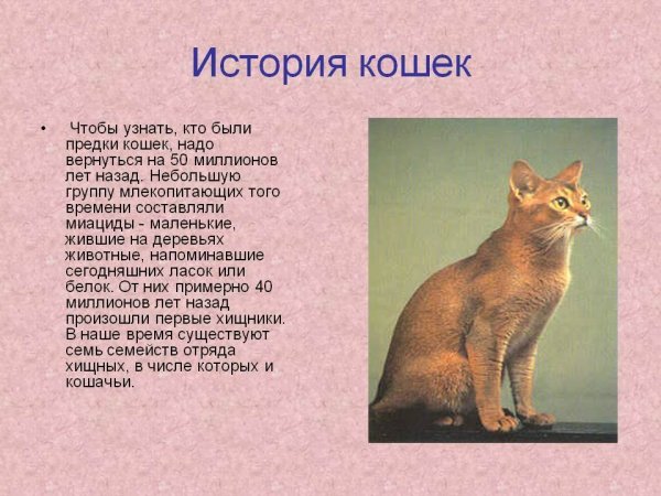 Рассказ про домашнюю кошку