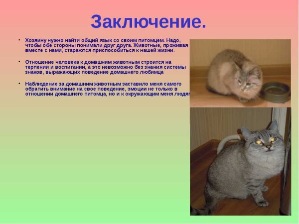 Проект Мои домошниеживотные