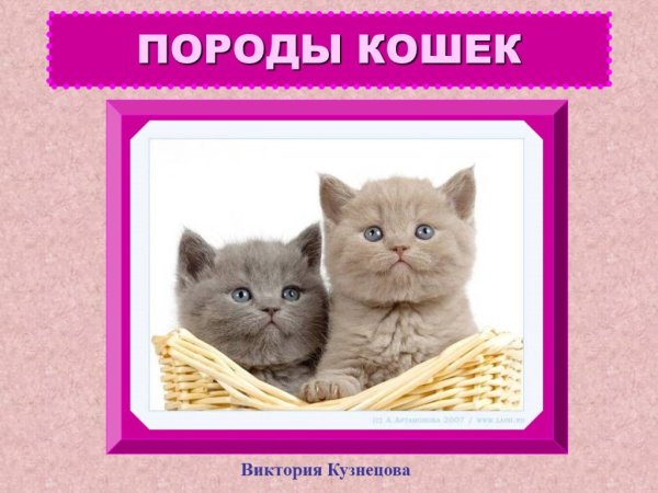 Презентация про кошек