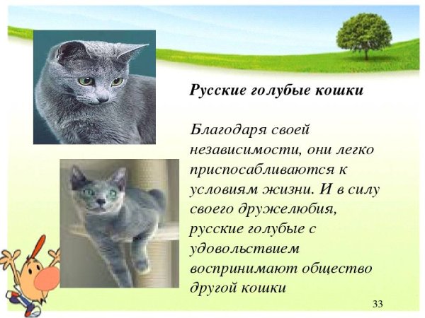 Доклад про кошек