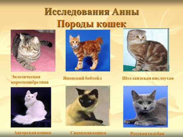 Породы кошек рисунки и названия