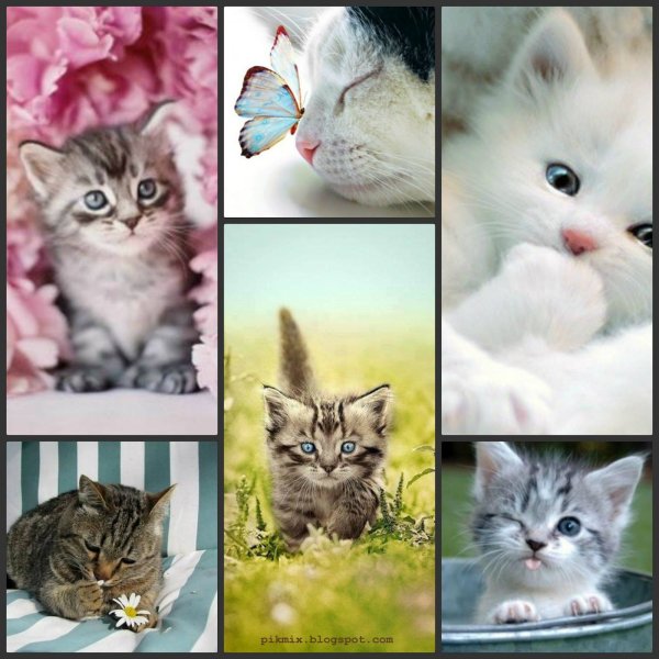 Породы кошек коллаж