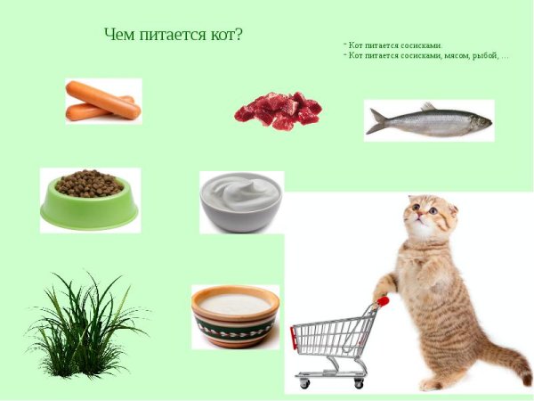 Еда для домашних животных