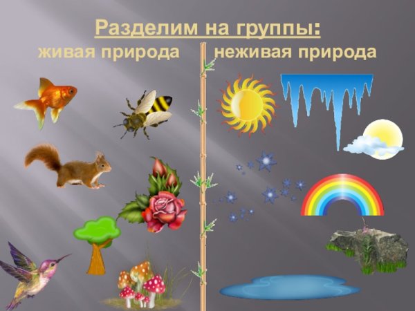 Живая и нен Живвая природа