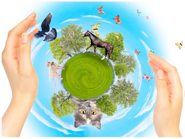 Экология животных