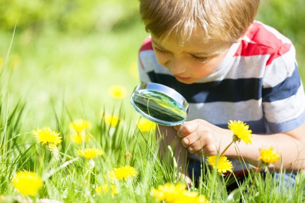 Наблюдение в природе