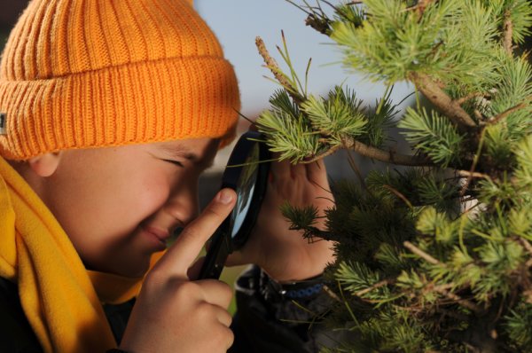 Наблюдение в природе
