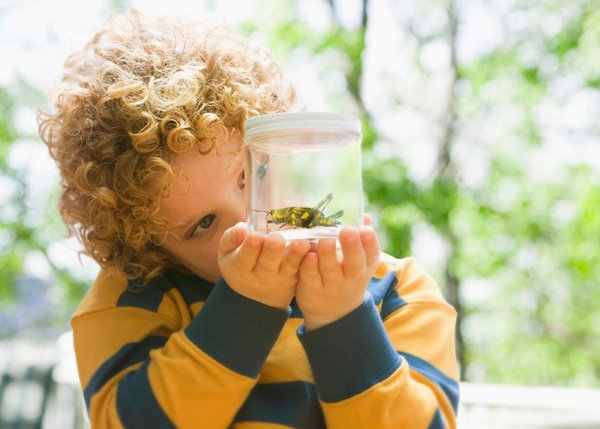 Пчела для детей