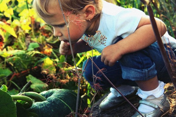 Насекомые для детей