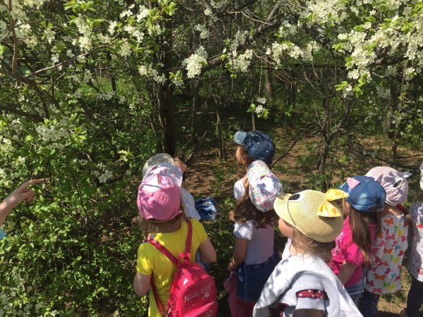 Наблюдение дошкольников за природой