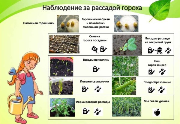 Наблюдение за ростком гороха