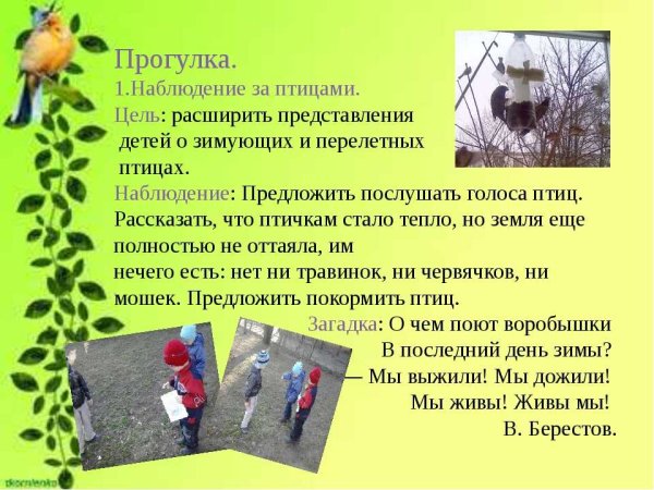 Наблюдение за птицами