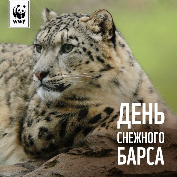 Снежный Барс WWF