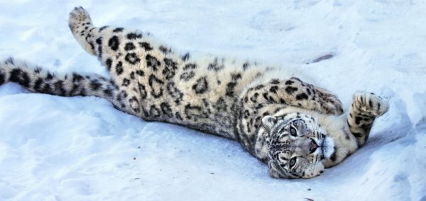 Снежный Барс 23 октября