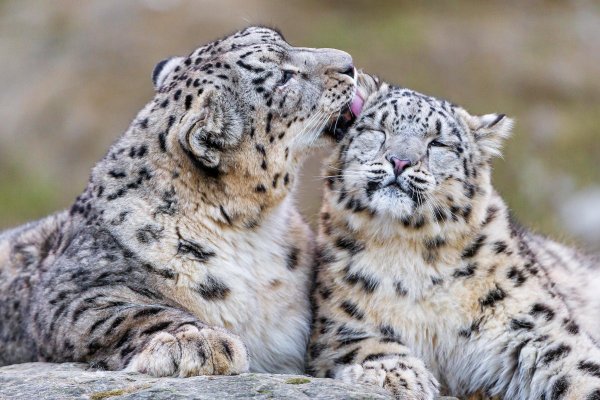 Снежный Барс Ирбис семья