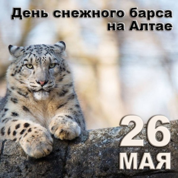 26 Мая день снежного Барса на Алтае