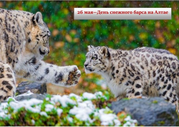 Фестиваль снежного Барса Алтай