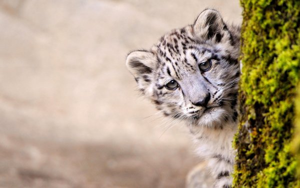 Международный день снежного Барса (International Snow Leopard Day)