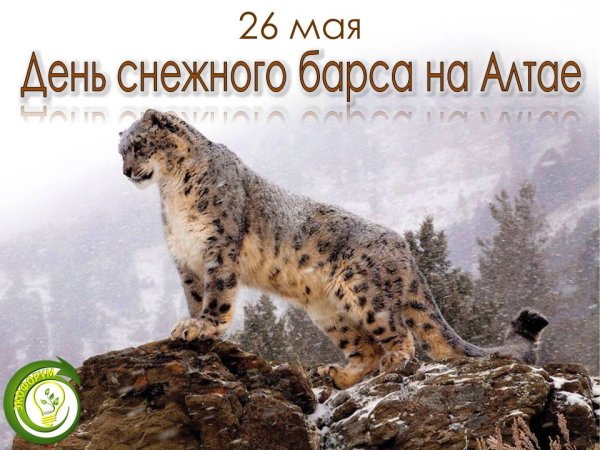 26 Мая снежного Барса