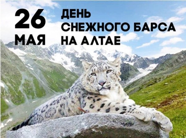 День снежного Барса