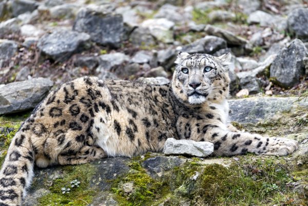 Снежный леопард Ирбис