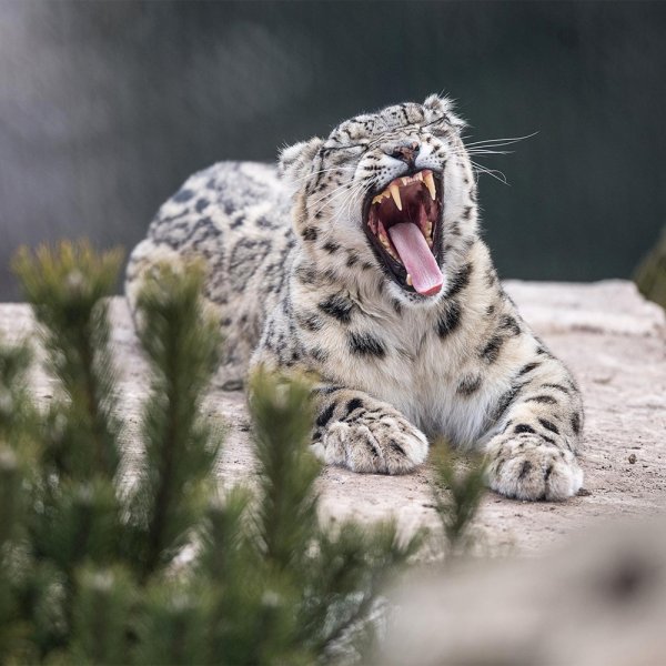 Снежный Барс на памире