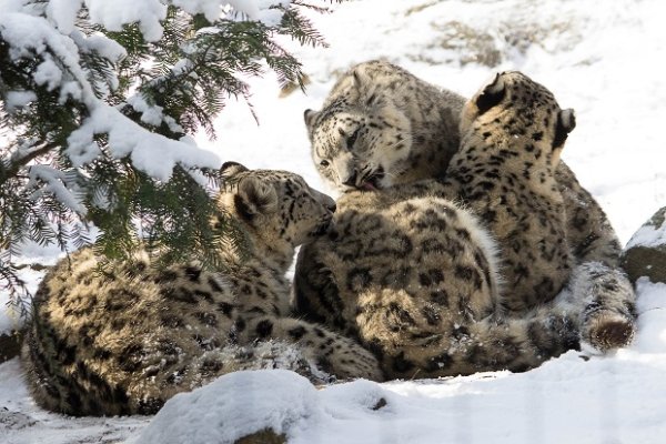 День снежного Барса