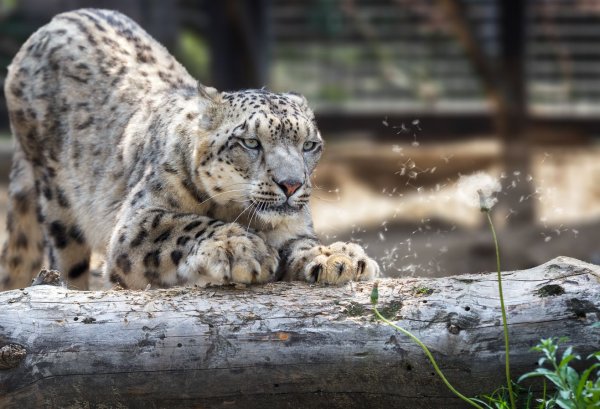 Снежный Барс Челябинск зоопарк