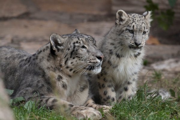 Снежный Барс в Узбекистане