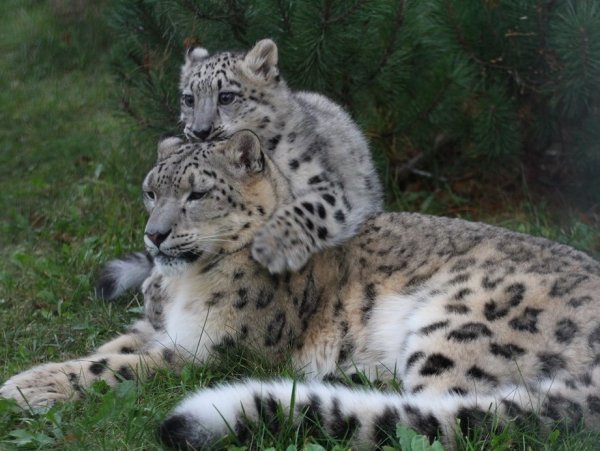 Снежный Барс детеныш