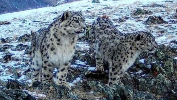 Сайлюгемский заповедник Алексей Барс