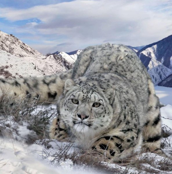 Карл Брендерс снежный Барс