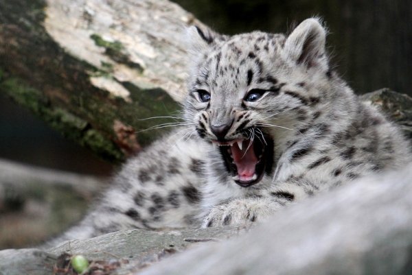 Ирбис красная книга