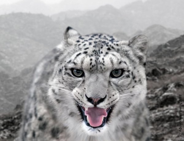 Саяно-Шушенский заповедник снежный Барс