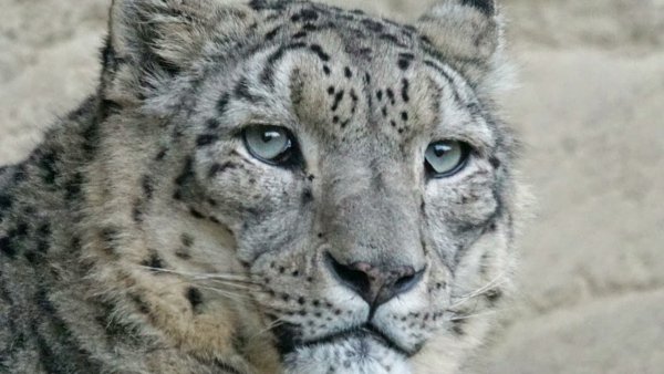 Снежный Барс голова