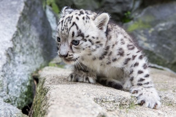 Ирбис детеныш