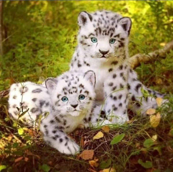 Снежный Барс детеныш