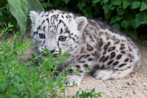 Снежный Барс Ирбис Детеныши