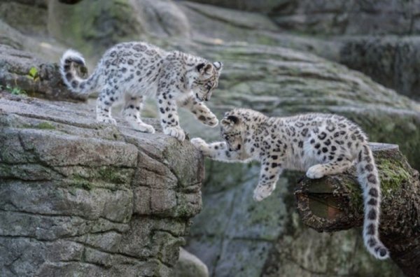 Снежный Барс подросток