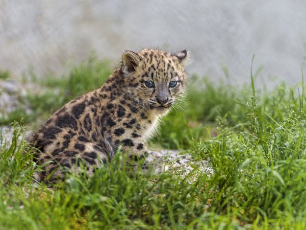 Ирбис детеныш