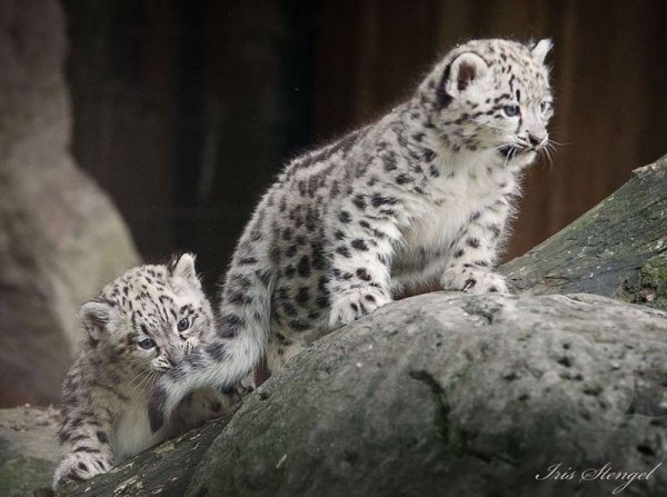 Популяция ирбиса