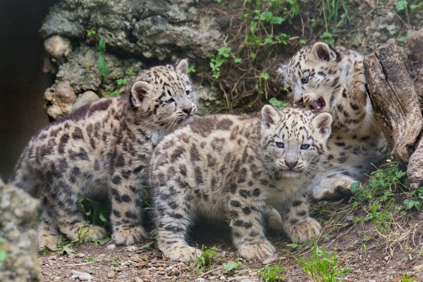 Снежный Барс с барсятами