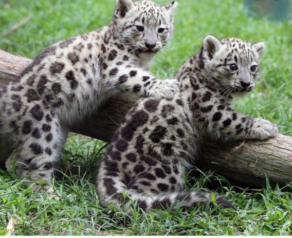 Ирбис детеныш