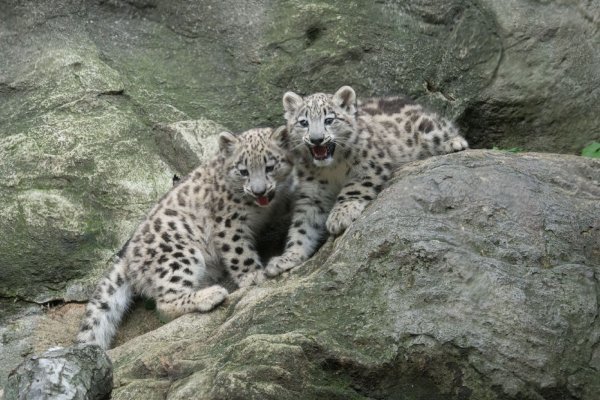 Ирбис и Дальневосточный леопард