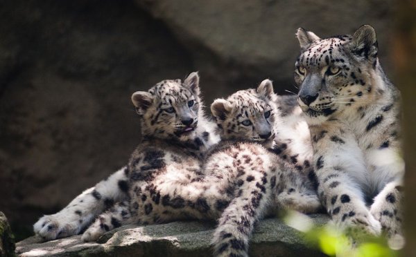 Снежный Барс семья