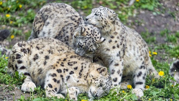 Алтайский леопард