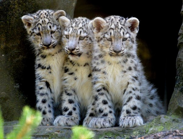 Ирбис детеныш